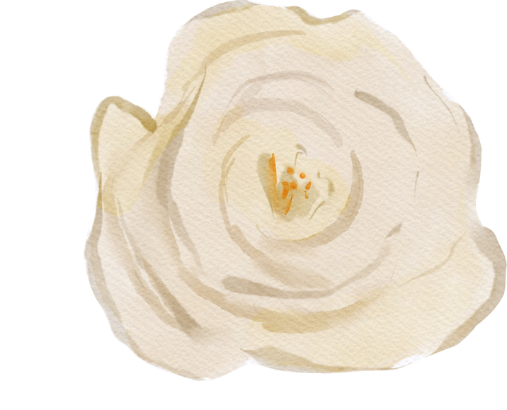 Watercolor White Rose