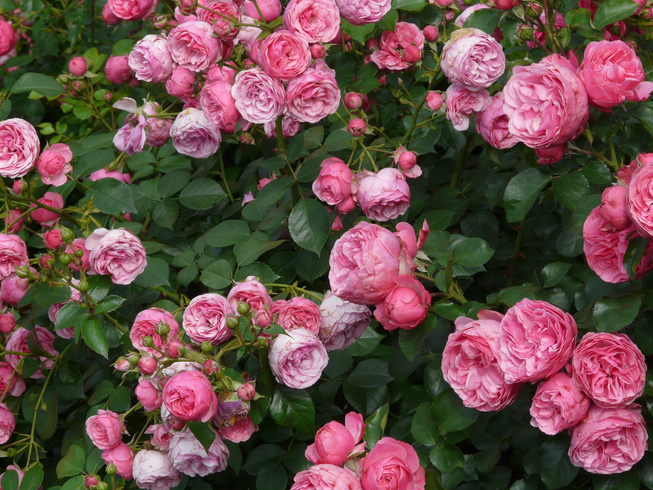 Pink Flowers in the Garden